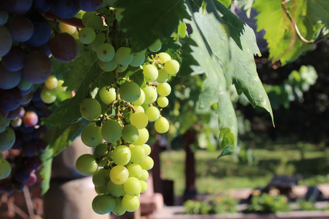 Aprueban homenaje a “San Remo” empresa con más de 230 años de tradición en elaboración de vinos y singanis