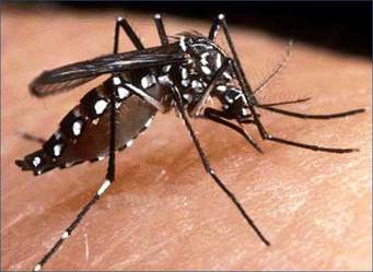 Elevan Arango Ley el DS 2670 que aprueba la EGI de prevención y control del Dengue, Chikungunya y Zika 2016 - 2018
