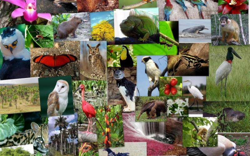 Senado aprueba Declaración Camaral por el Día de la Diversidad Biológica